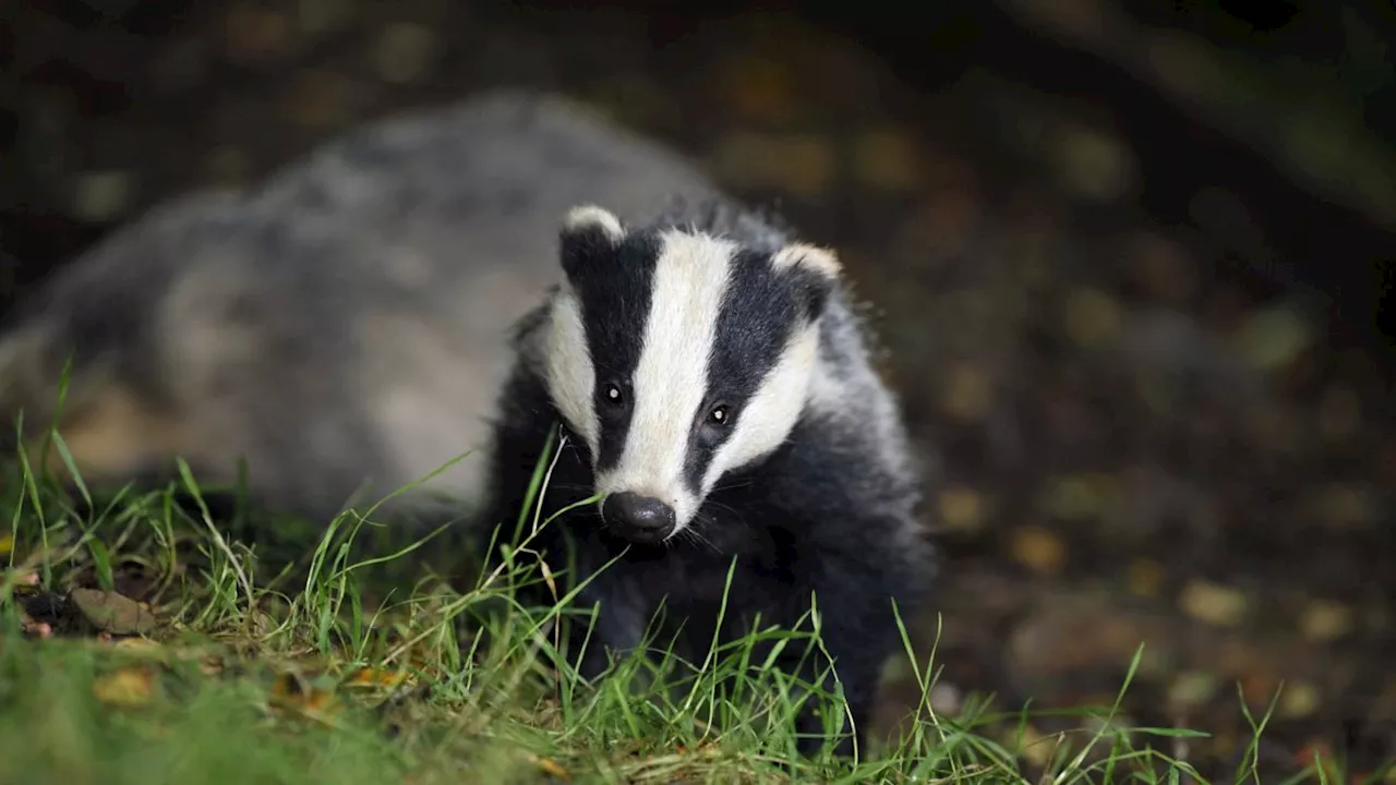 Badger cull to end within five years to stop ‘terrible toll’ on the animals