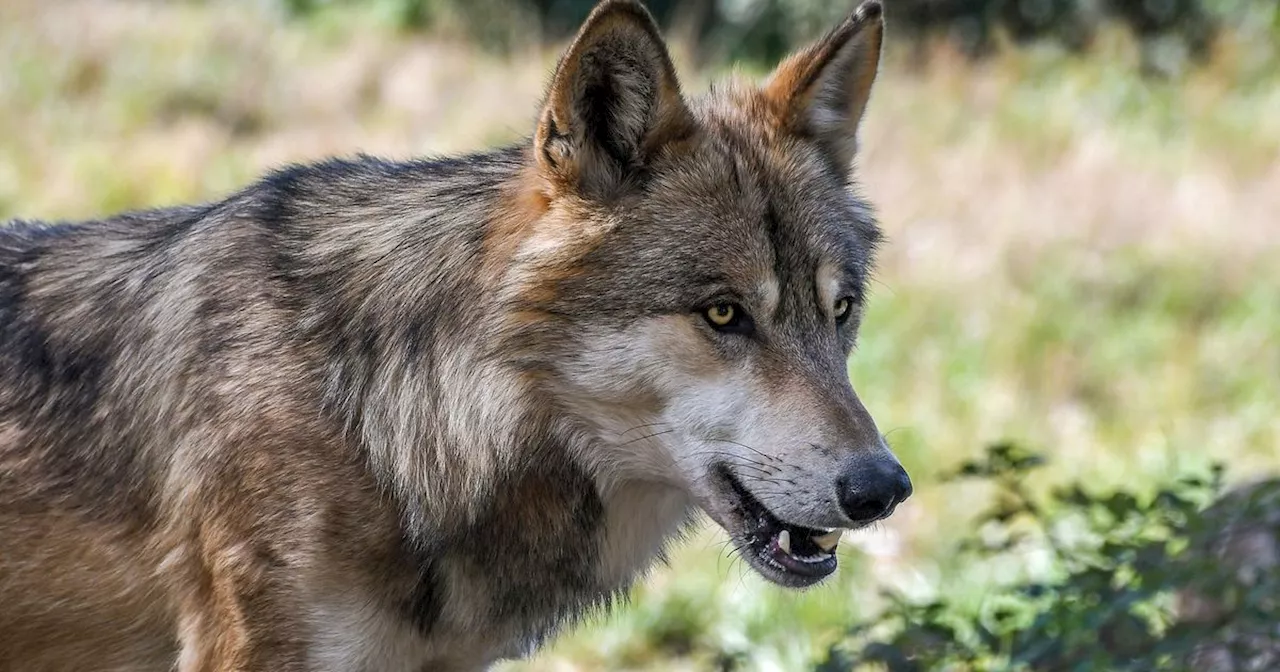 Verletze Kuh im Unterland musste notgetötet werden: Erneut Wolf zum Abschuss freigegeben