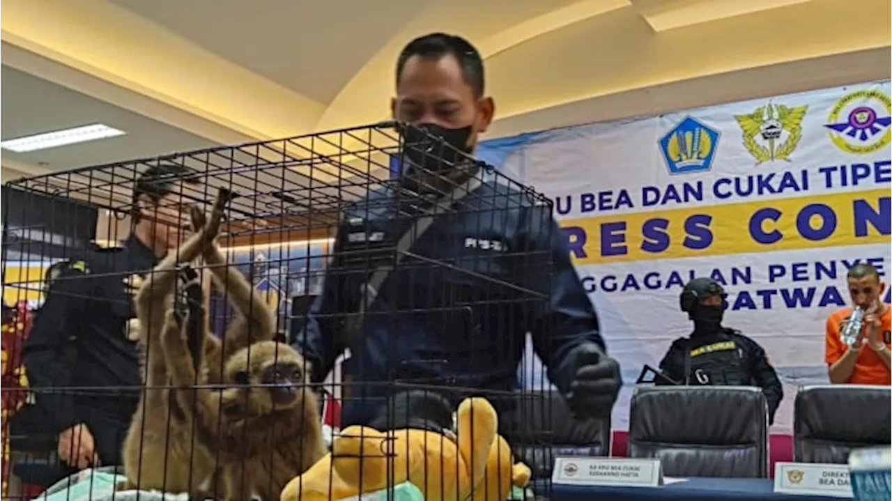 Nekat Selundupkan 3 Siamang dalam Koper, Turis Mesir Ditangkap di Soetta