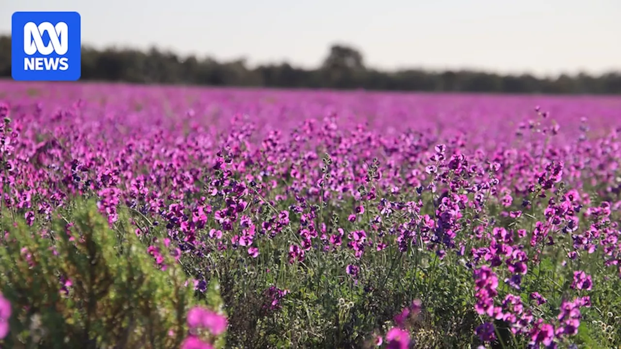 How a sea of spectacular wildflowers is bringing hope to the outback