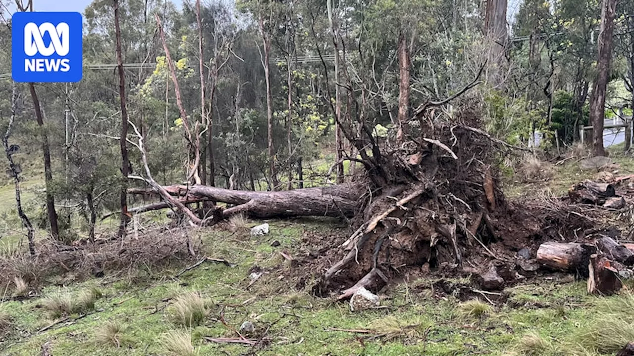 Live updates: New Norfolk residents told to prepare to evacuate as heavy rains and winds batter north-western Tasmania