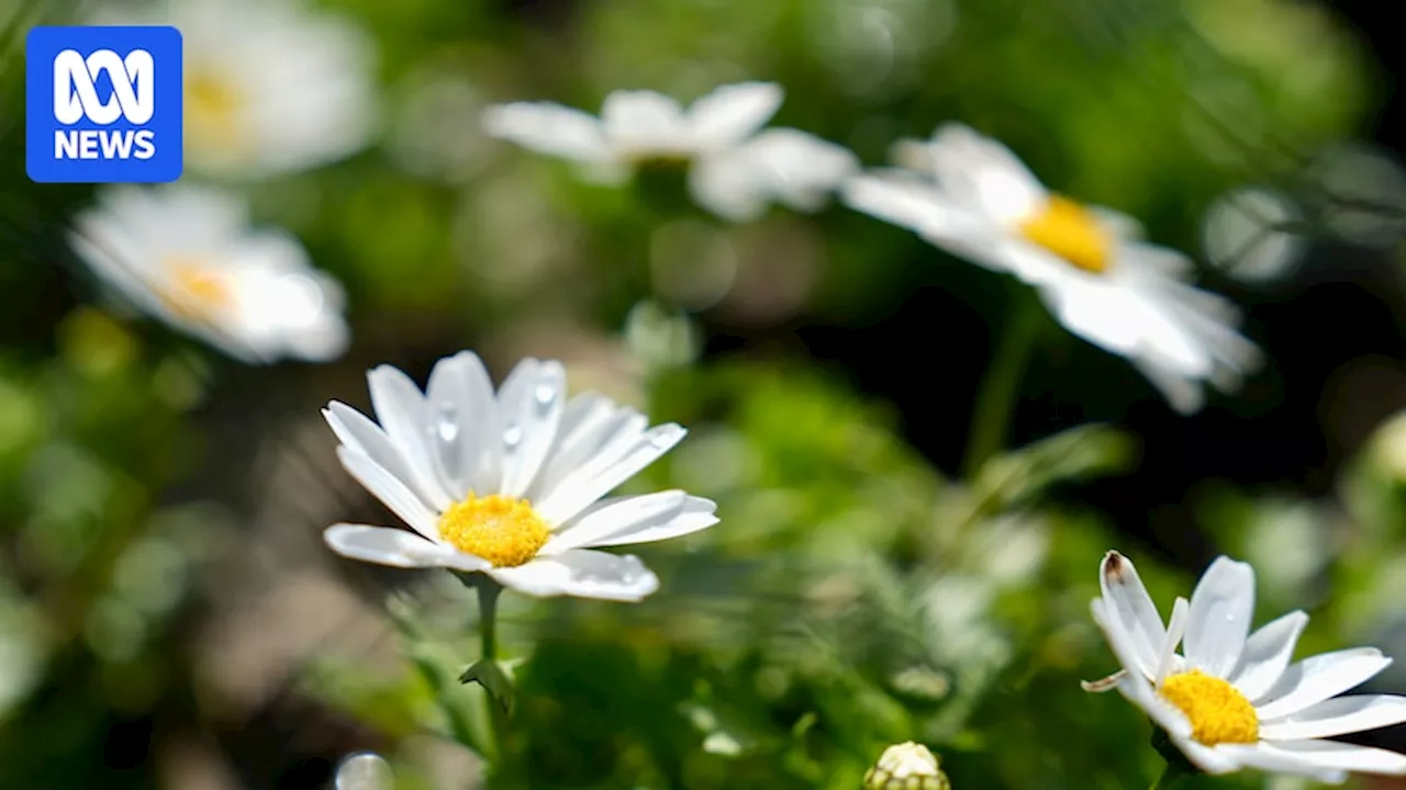 Today is officially the first day of spring in Australia. Here's why our seasons roll over on the same date every year