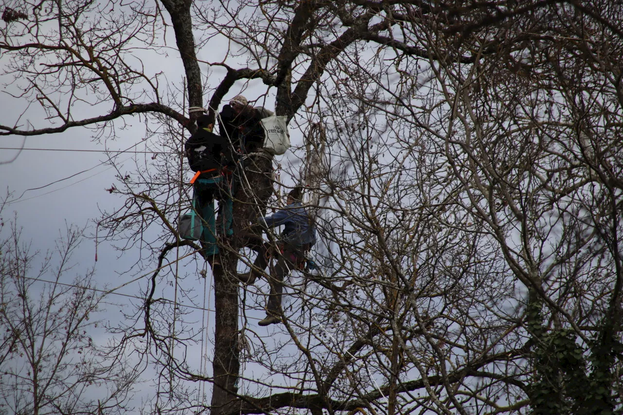 LGV Toulouse-Bordeaux. Des 'écureuils' campent en haut de ces arbres : ce qu'il se passe au nord de Toulouse