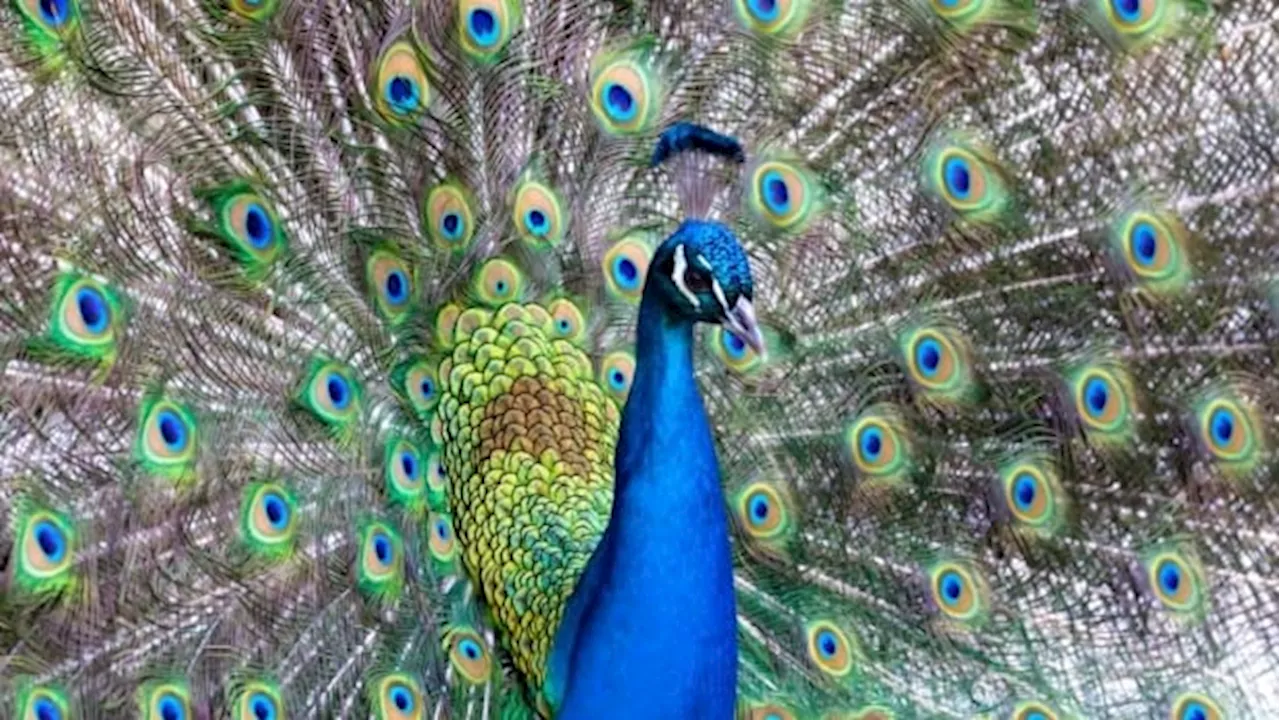 How the peacock became a mascot and 'unique' attraction in Souris, Man.