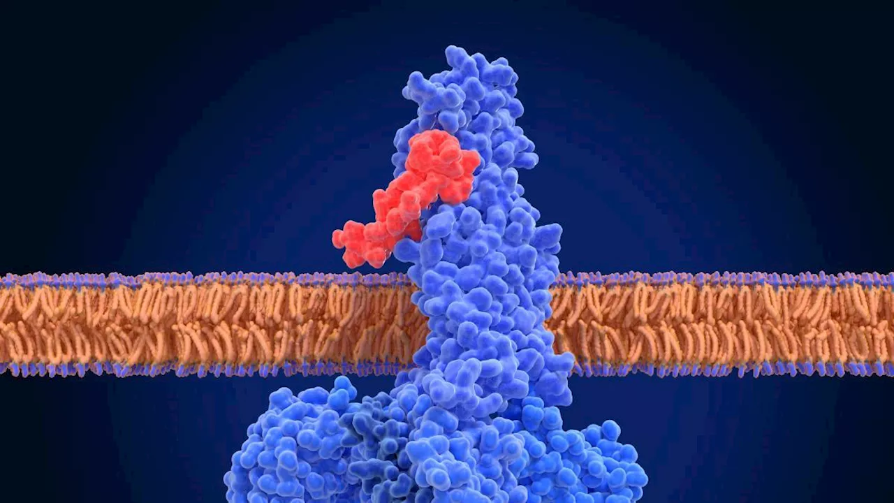 Semaglutide, obesità e calo dell'infiammazione: l'ipotesi di una nuova classe di farmaci