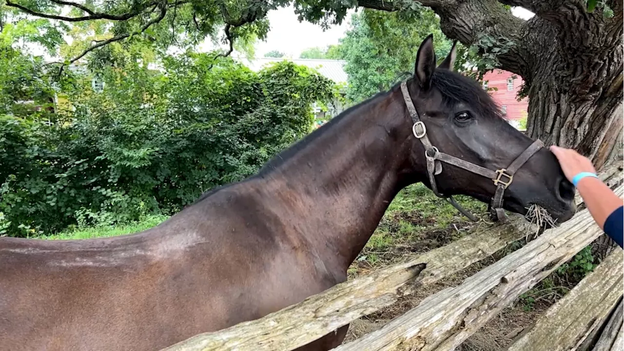 Stallion lovers gather at annual horse celebration in eastern Ontario