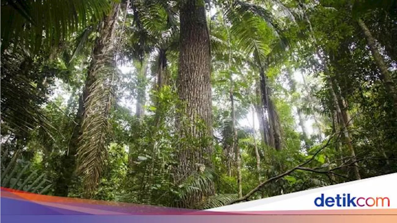 Tanda Kiamat Makin Dekat Muncul di Hutan Tropis