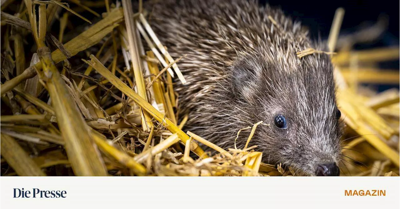 Igel in Wien: Sie kreischen, fauchen und trampeln durch die Welt