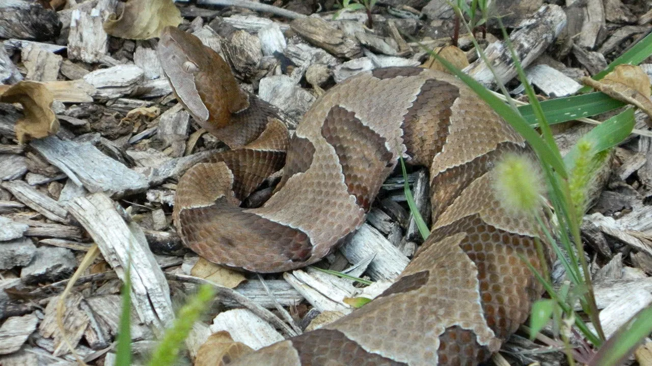 Warning from wildlife officials about venomous snake in New Jersey: 'Never touch it'