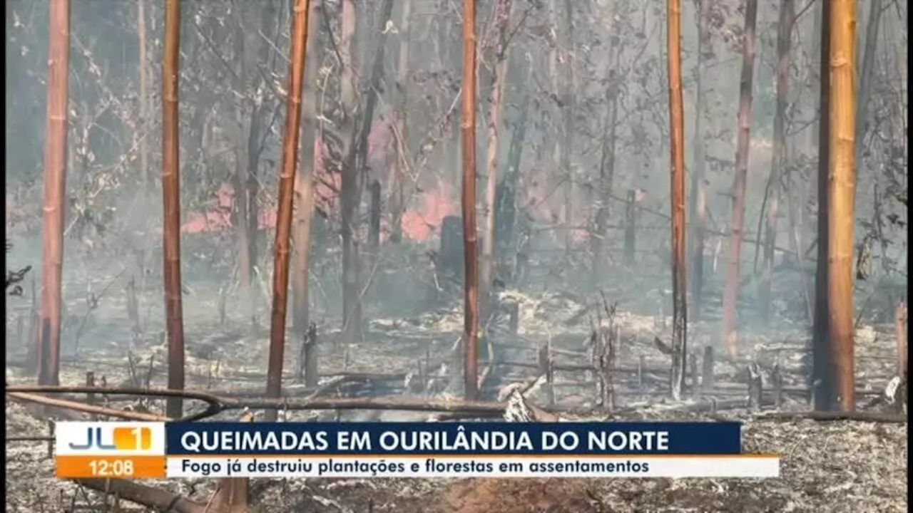 Incêndios florestais destroem plantações de cacau e afetam saúde de 600 indígenas no Pará