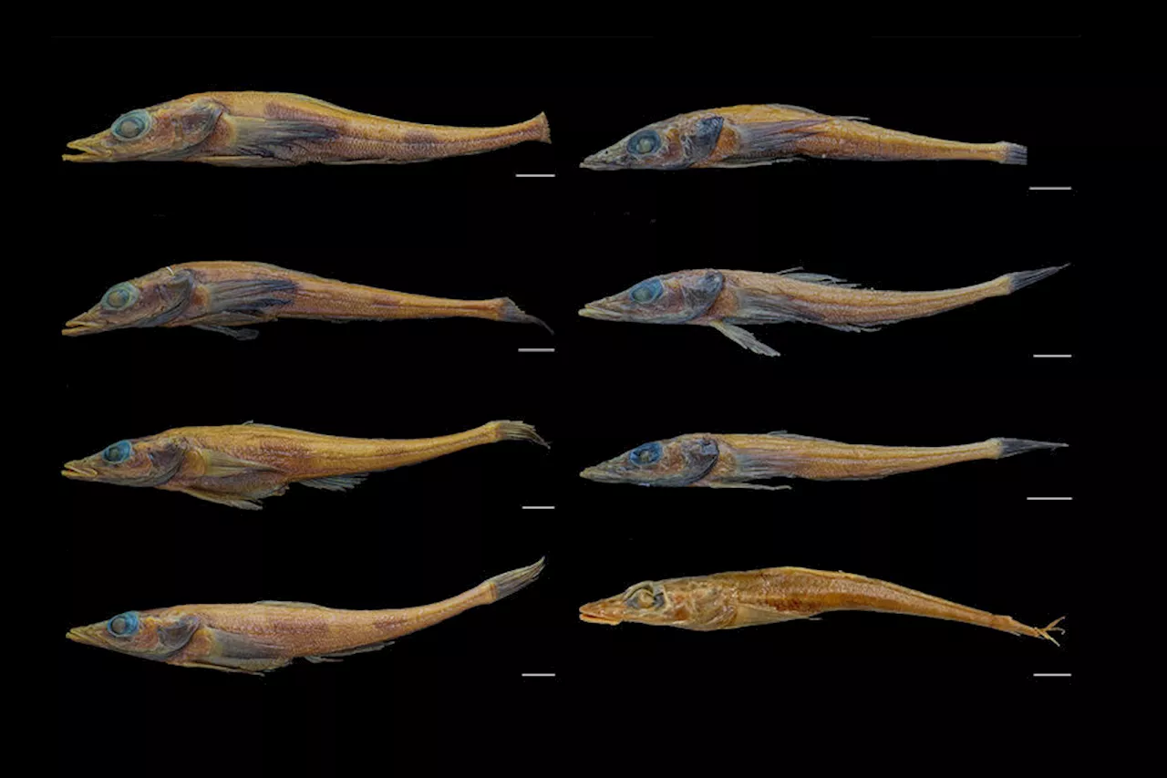 Ученые открыли новый вид рыбы-дракона в Антарктиде