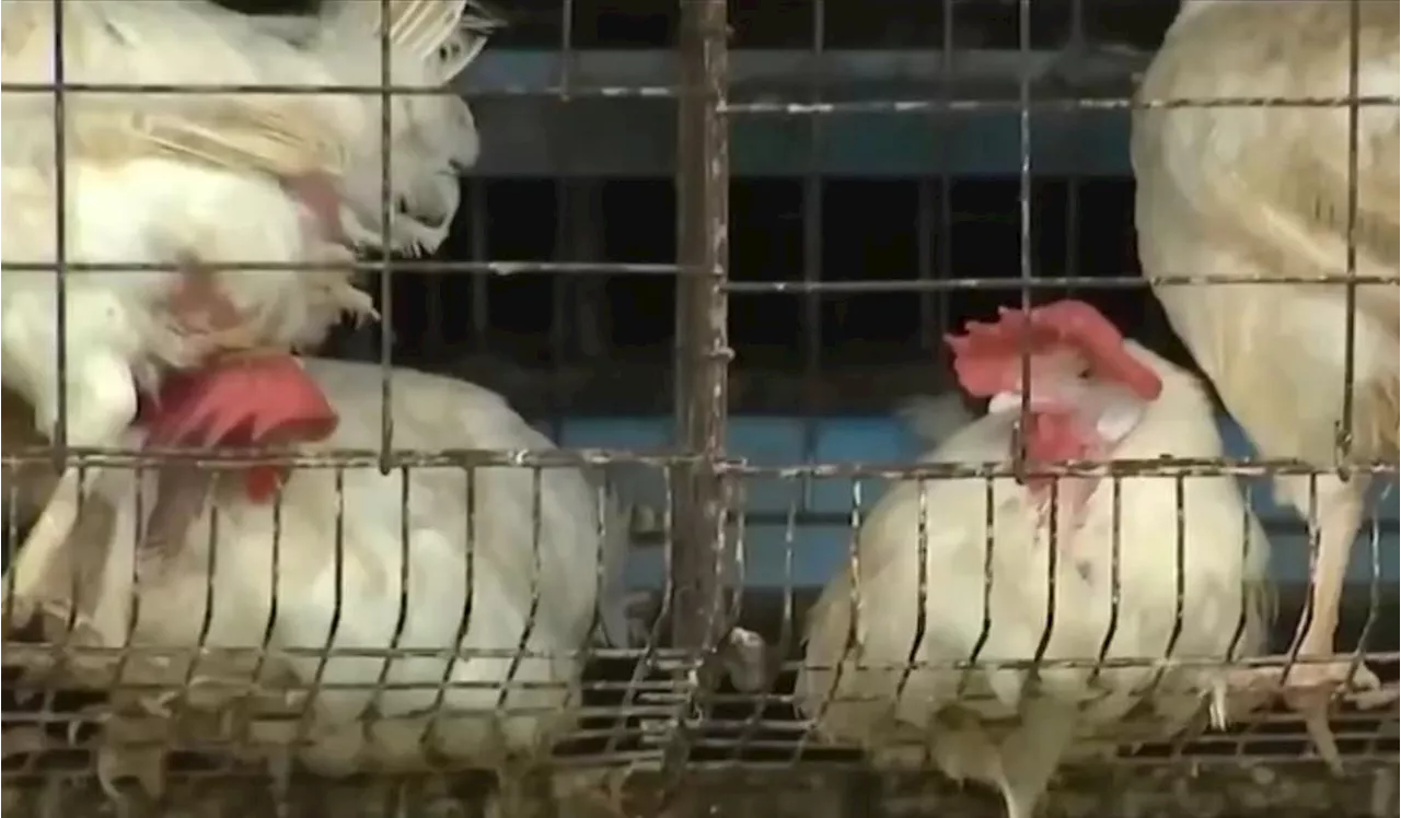 PH lifts ban on importing birds, poultry products from California, South Dakota