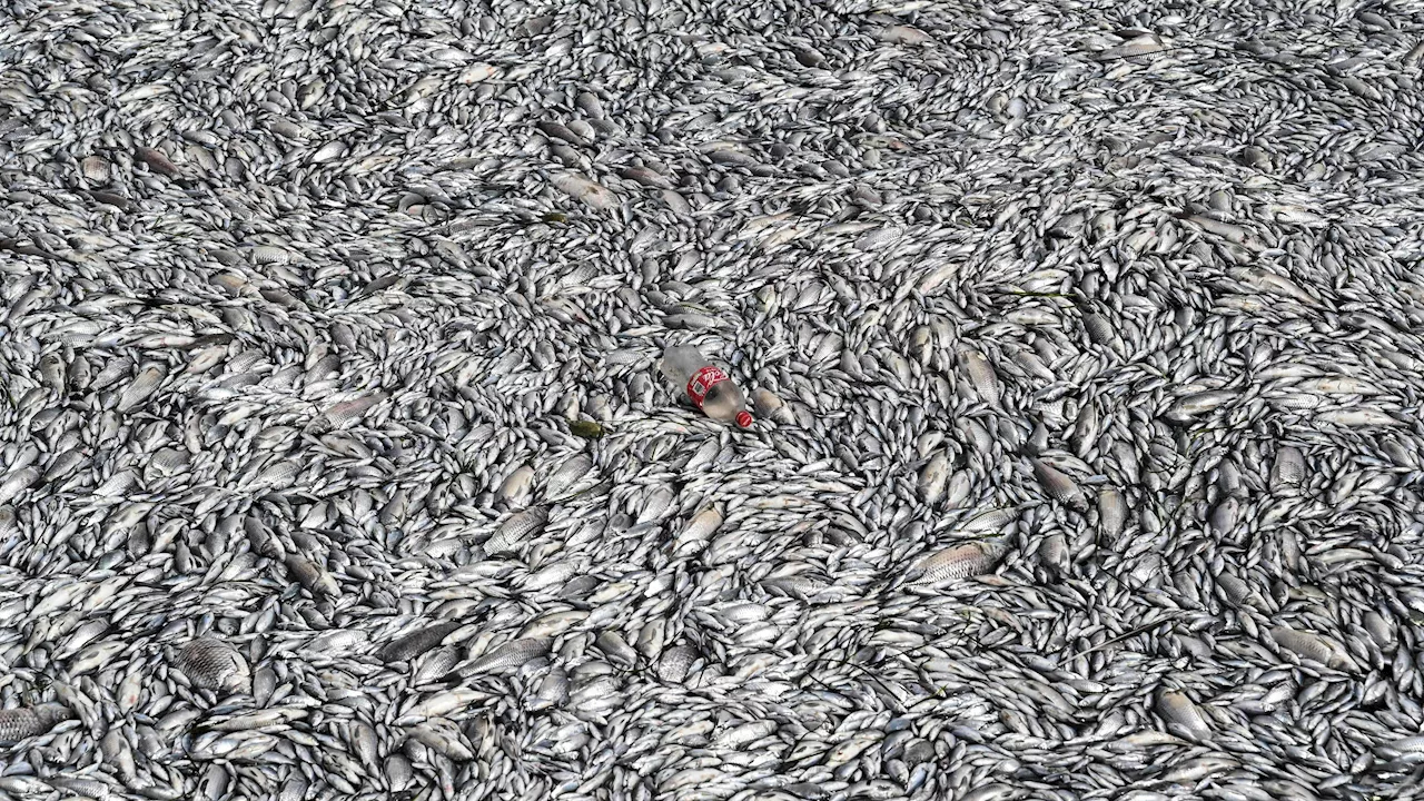  Tonnenweise tote Fische – Stadt ruft Notstand aus