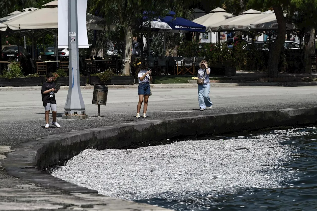 Cidade grega decreta estado de emergência após quantidade de peixes mortos chegar a 160 toneladas