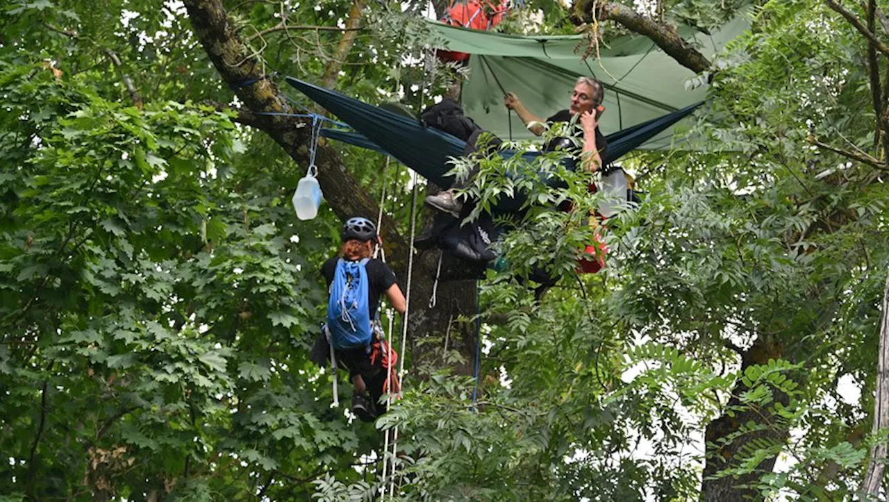 LGV Bordeaux-Toulouse : des militants grimpent dans les arbres pour s’opposer à leur abattage, prévu début sep