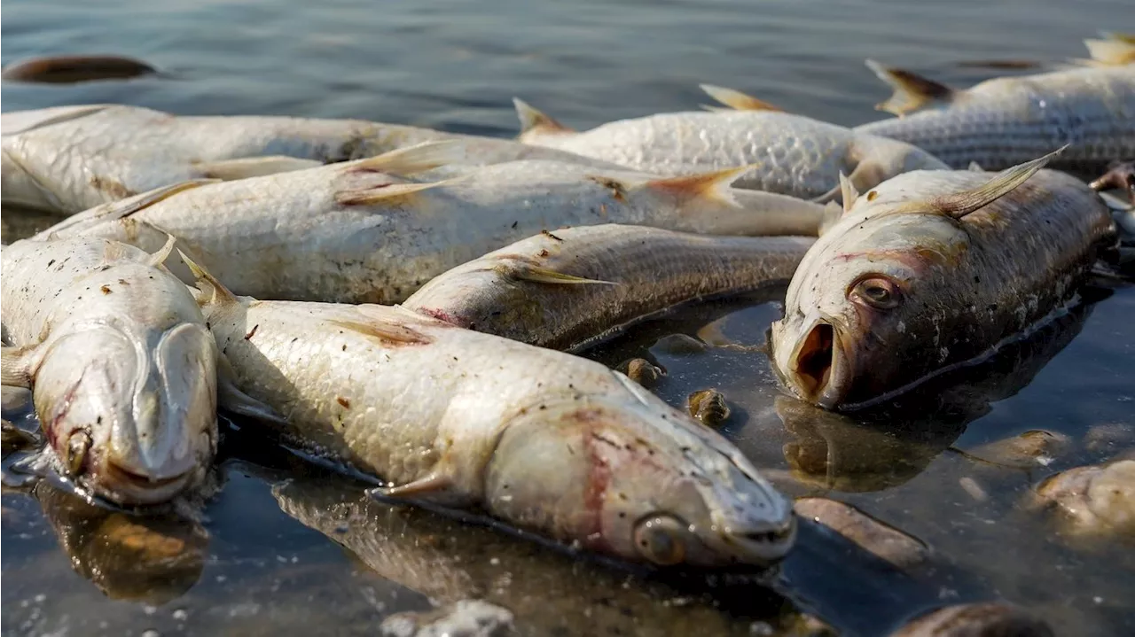 Grèce : des dizaines de tonnes de poissons morts dans la ville portuaire de Volos