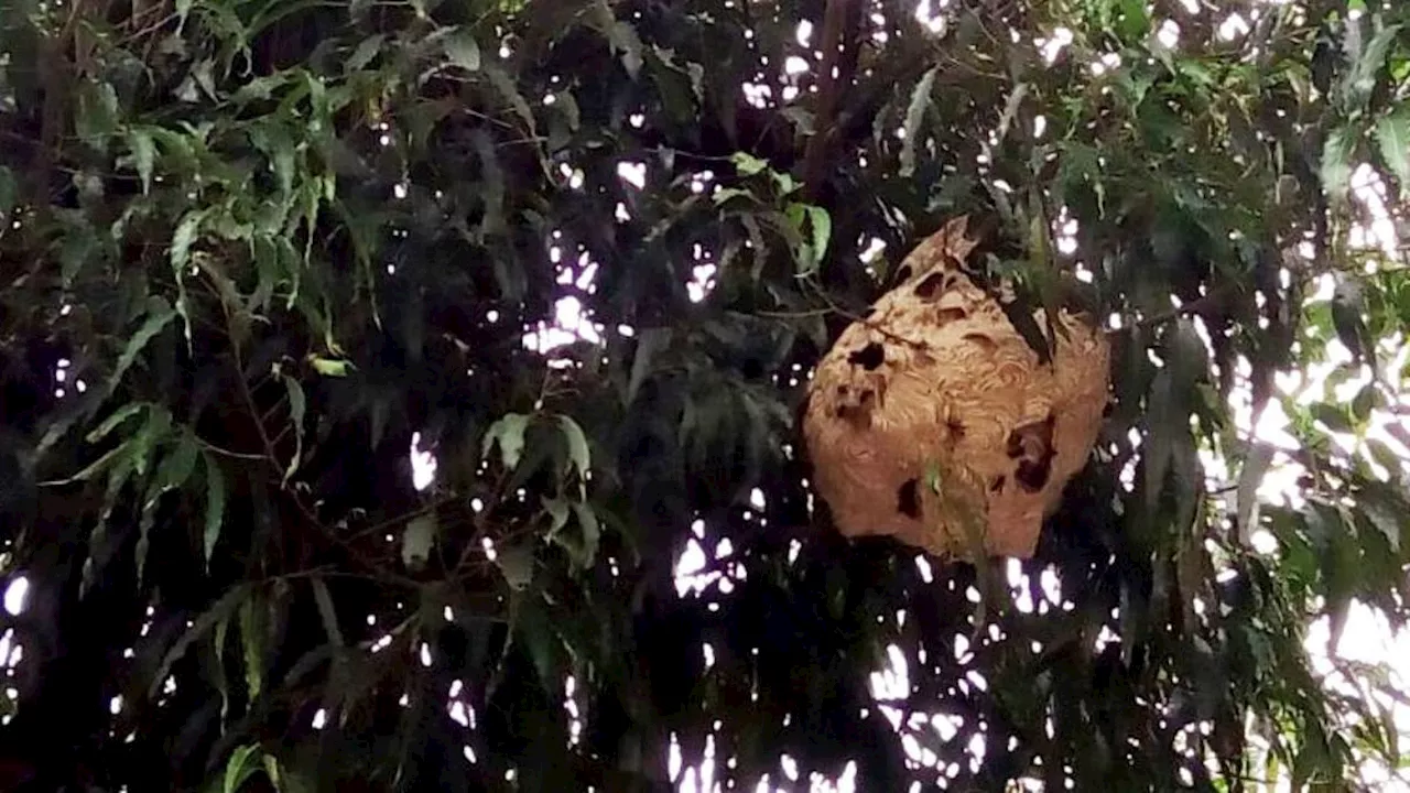 Beruntung, Pria Ini Selamat dari Maut Meski Disengat Tawon 240 Kali