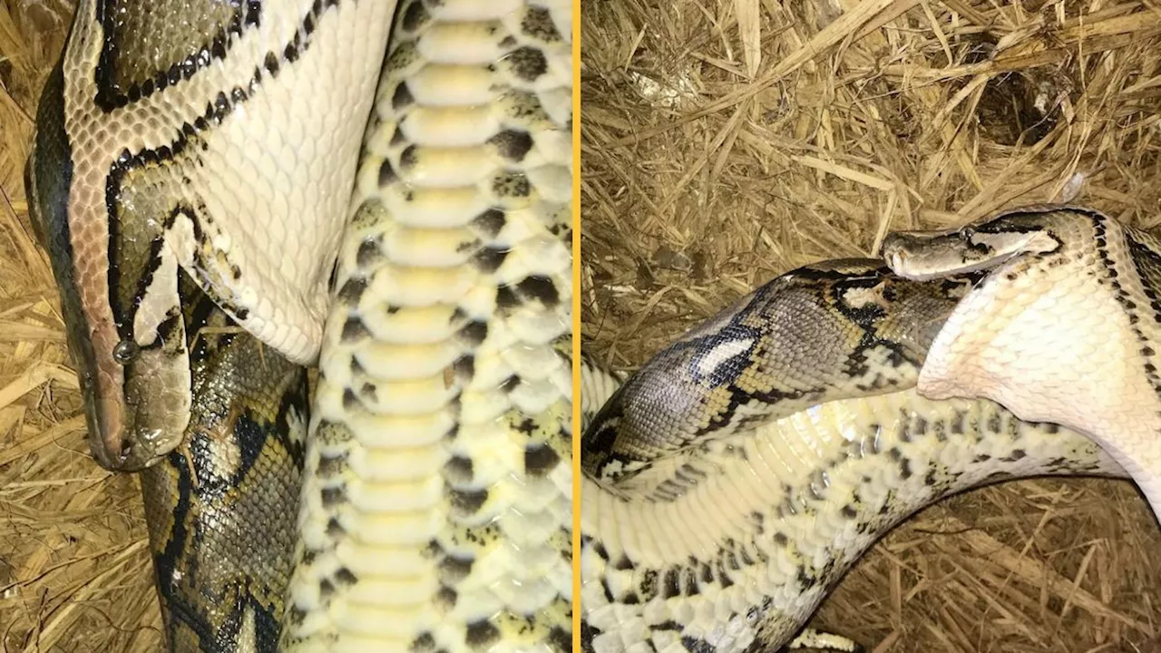 Burmese python eats even bigger reticulated python alive, in 1st-of-its-kind encounter