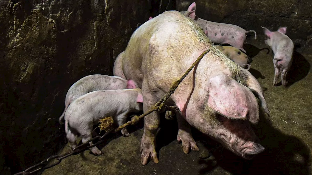 Peste suina, individuato allevamento zero: i focolai in Lombardia