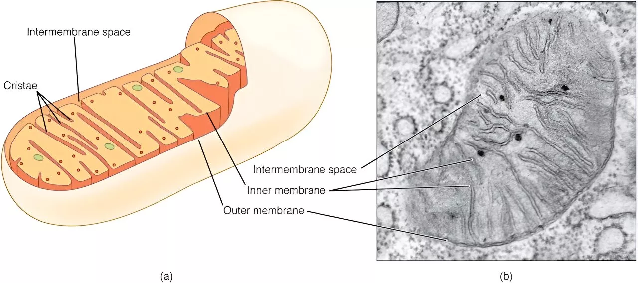 Mitochondria keep your brain cells alive: Helping them run smoothly may protect against Parkinson's disease