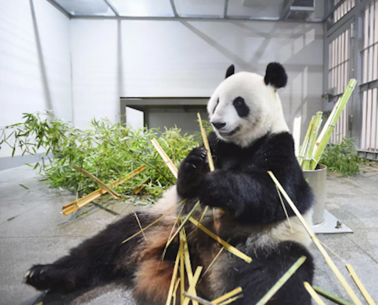 Panda pair in Tokyo to return to China