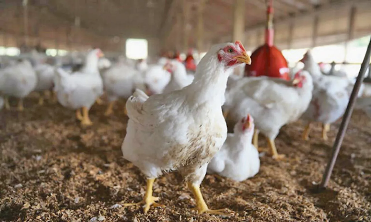 PH lifts import ban on poultry from California, S. Dakota