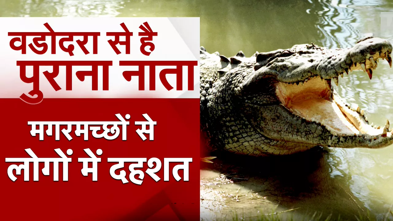 Vadodara Crocodile Video: अब तक 24 से ज्यादा Crocodile को किया गया Rescue, Vadodara में मगरमच्छ का आलम बरकरार