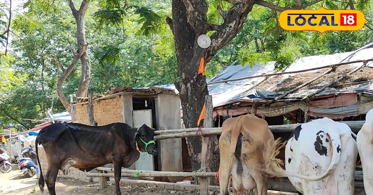 साल भर भरपूर दूध देंगी ये तीन गाय, डेयरी के लिए बेस्ट नस्ल, कम खर्च में कमा सकेंगे ज्यादा मुनाफा