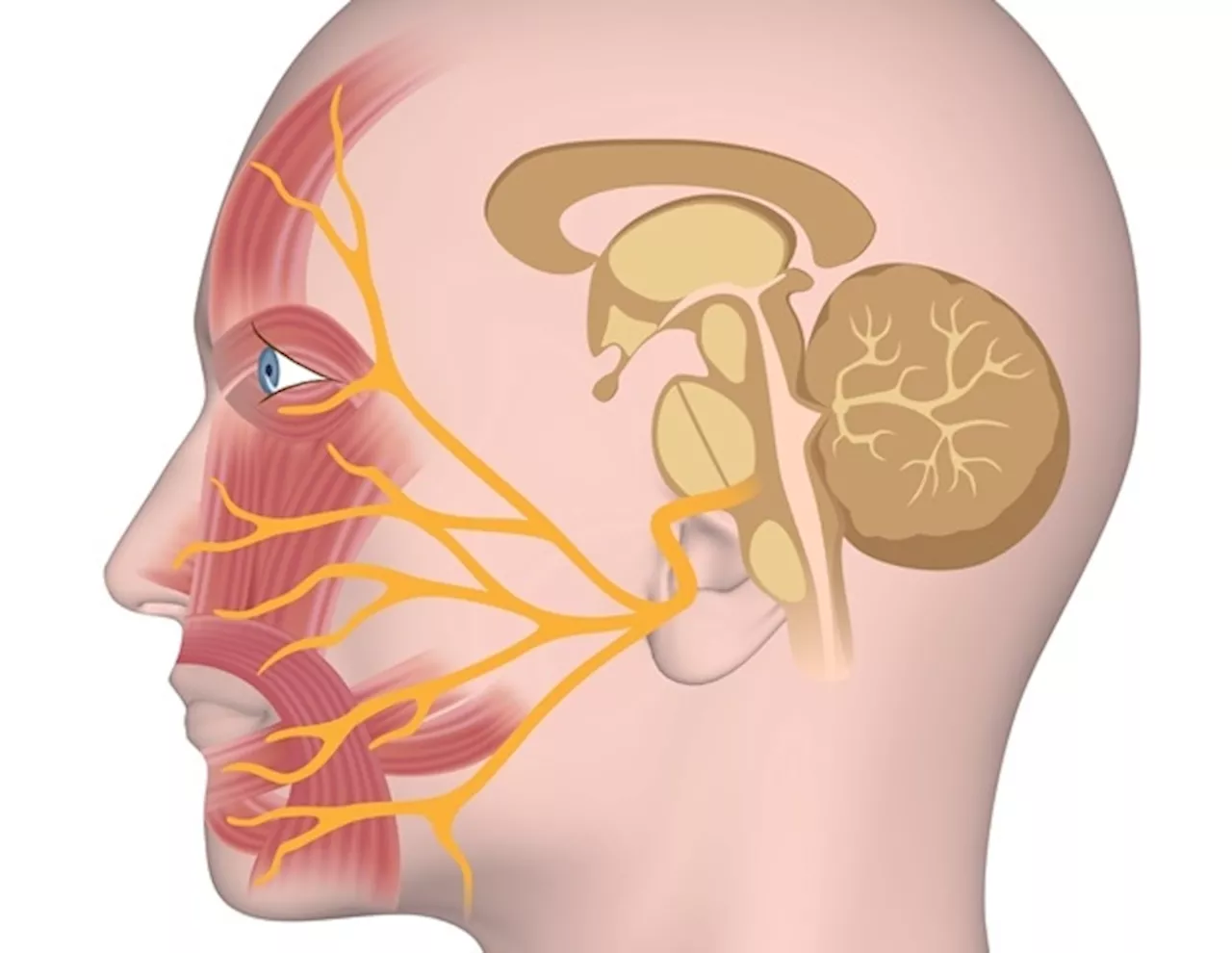 New imaging technology enhances detection of tumor remnants