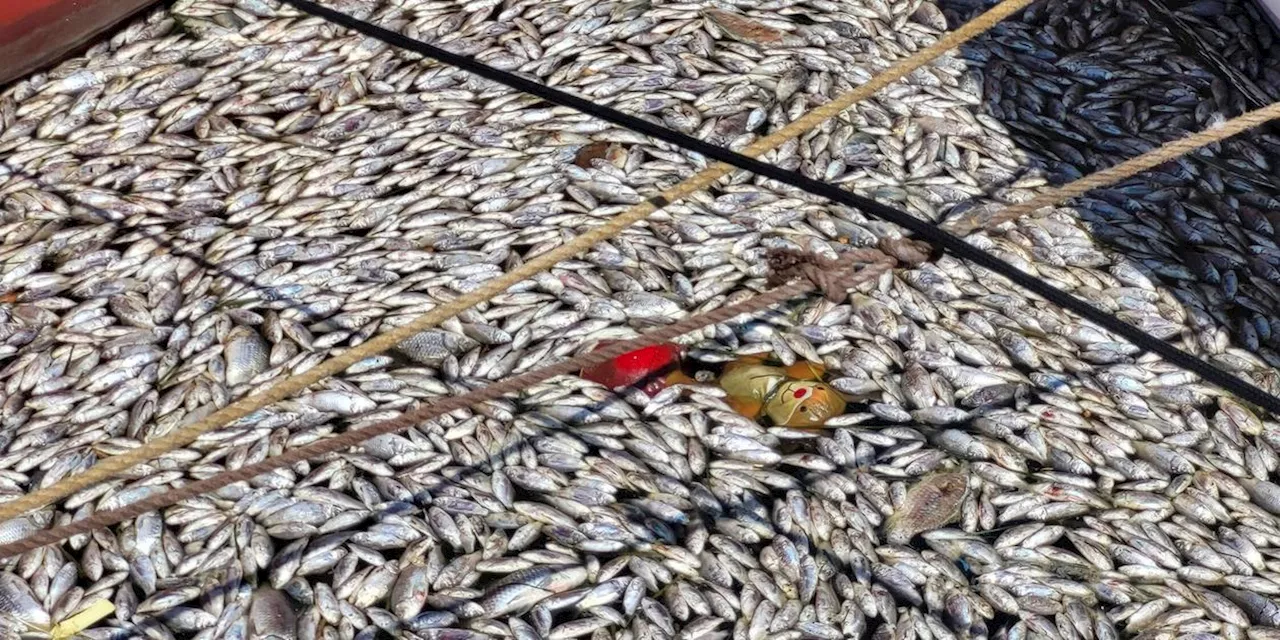 Umweltkatastrophe in beliebten Urlaubsland: 70 Tonnen tote Fische treiben in Hafenstadt