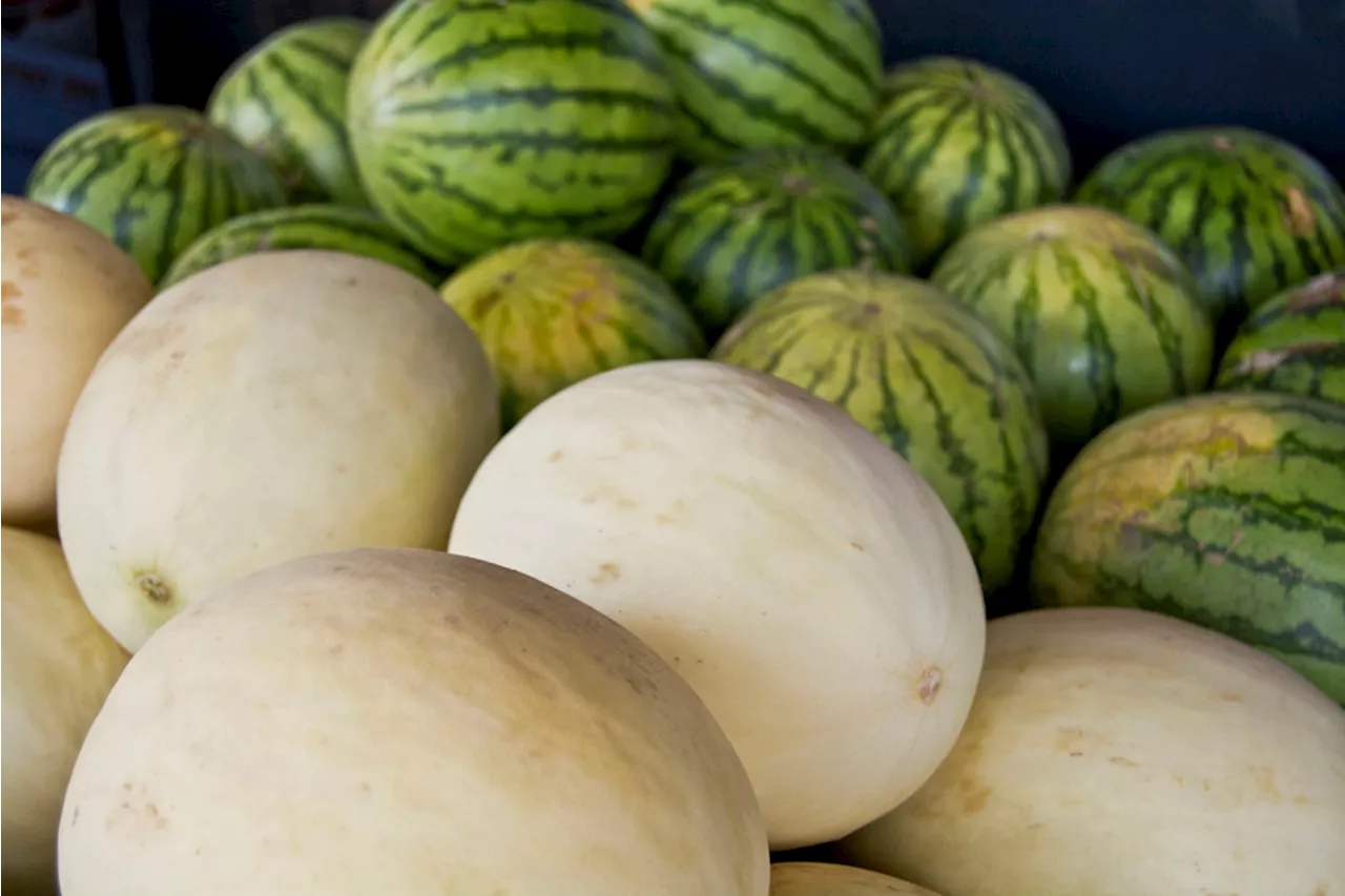 Time Is Ripe: Mouthwatering melon medley at East Bay farmers’ markets