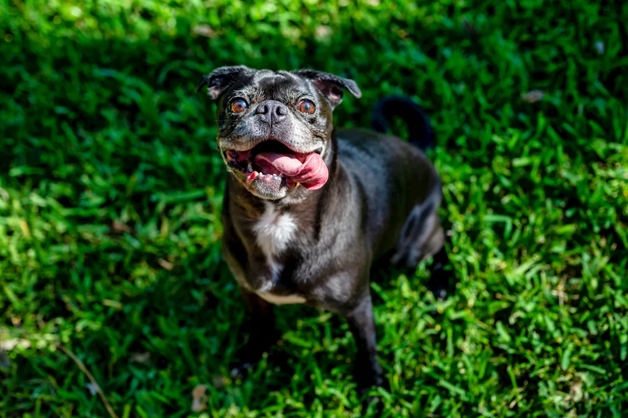 Perros con síndrome de down: ¿Existen realmente?