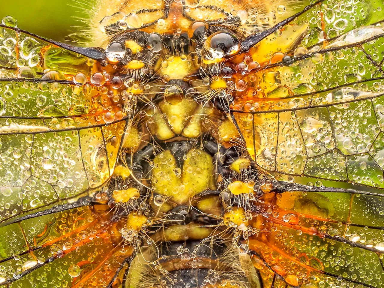 Five incredible images of dragonflies glistening in Shropshire sunlight covered in morning dew