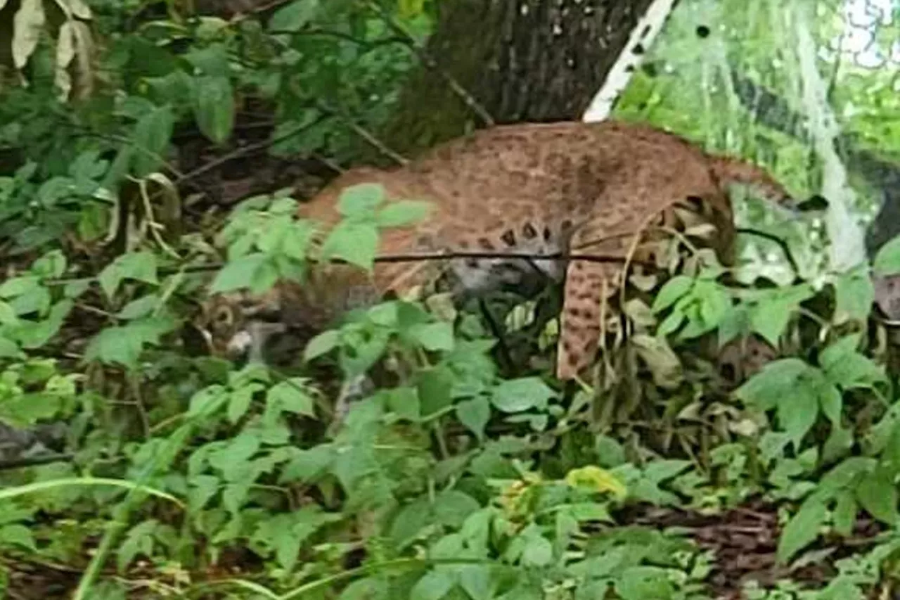 Large cat spotted in Echo Bay ‘appears to be a bobcat’: ministry