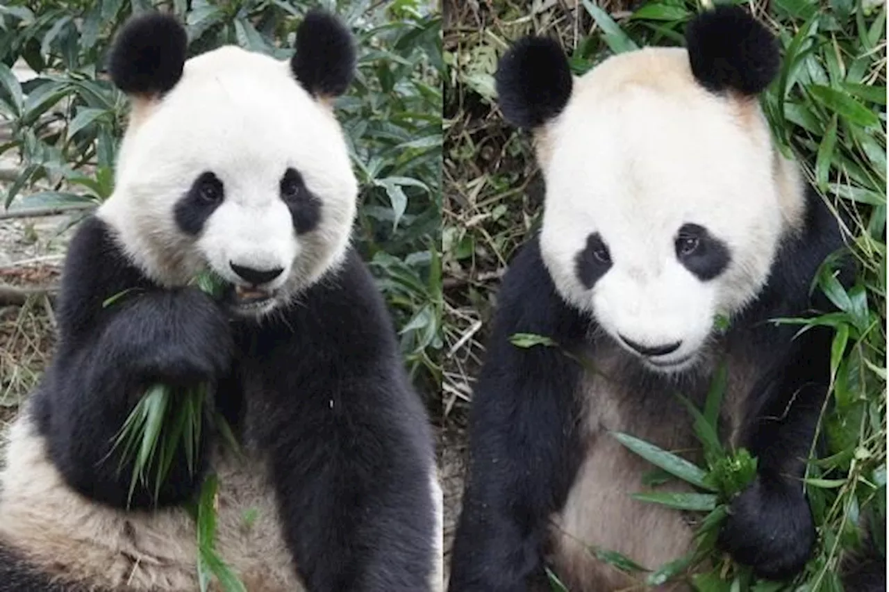 Pair of giant pandas in Japan to be returned to China for treatment