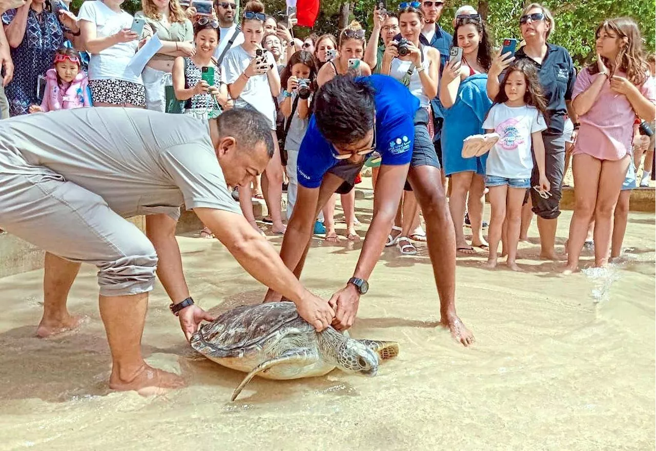 Setting green turtles free on National Day