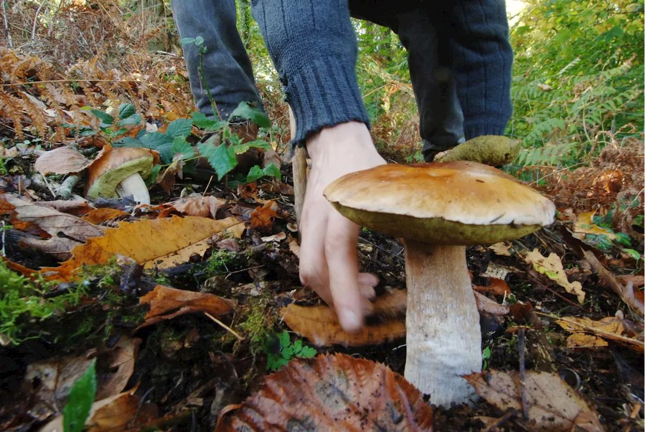 « Pas avant deux semaines » : en Dordogne, les cèpes se font attendre