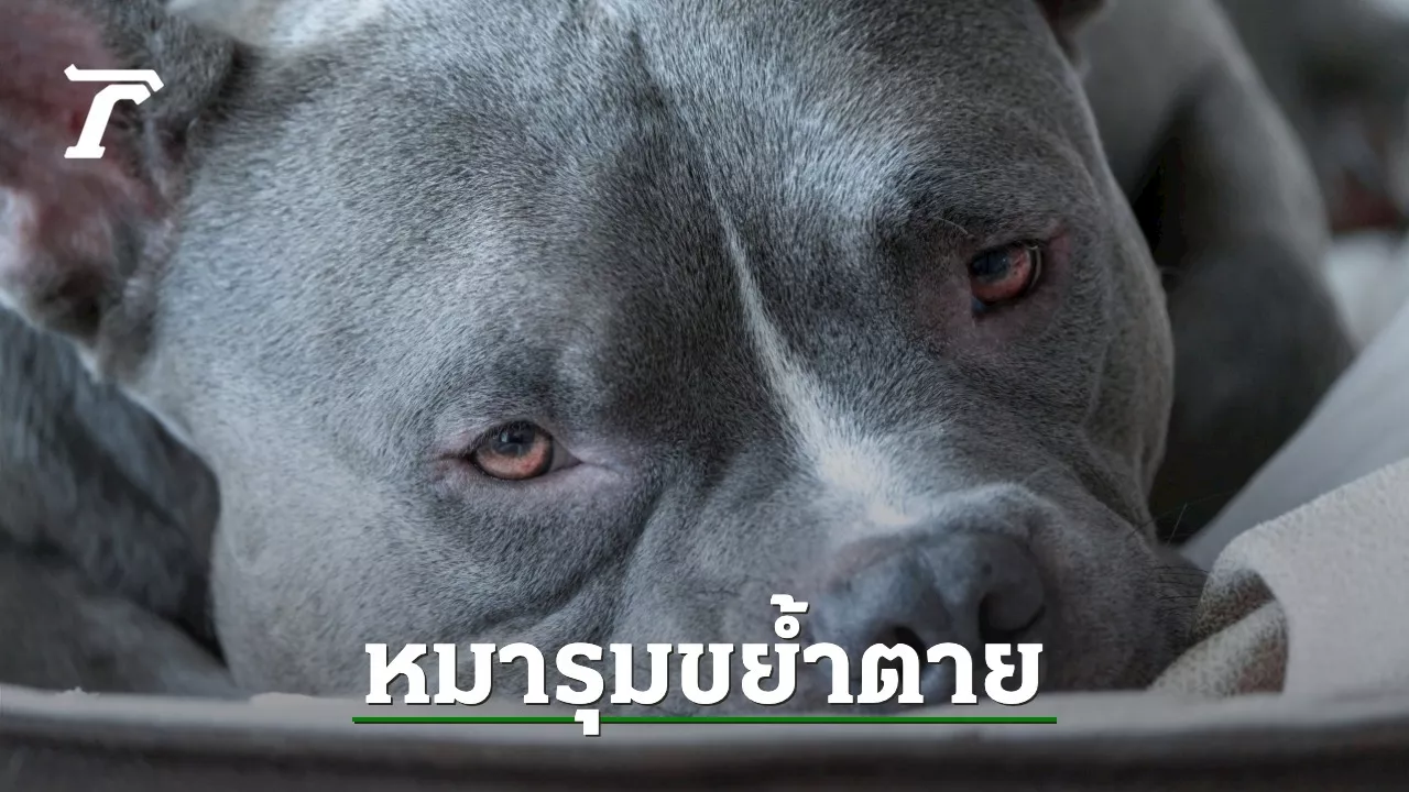 หนุ่ม 18 ดับคาที่นอน ถูกสุนัขอเมริกัน บูลลี่ 2 ตัว ของพี่ชายรุมขย้ำ