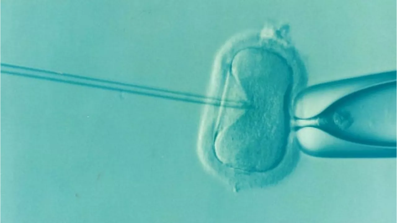 Pejuang Garis Biru Wajib Tahu Fakta Program In Vitro Fertilization