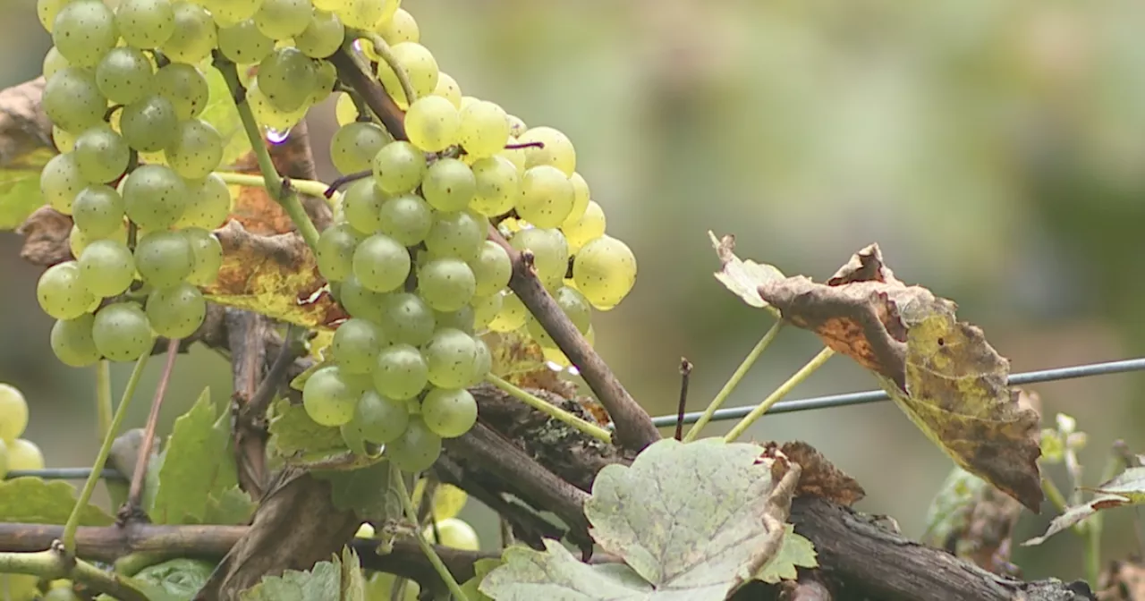 Spotted lanternflies spark concern for wineries across Northeast Ohio