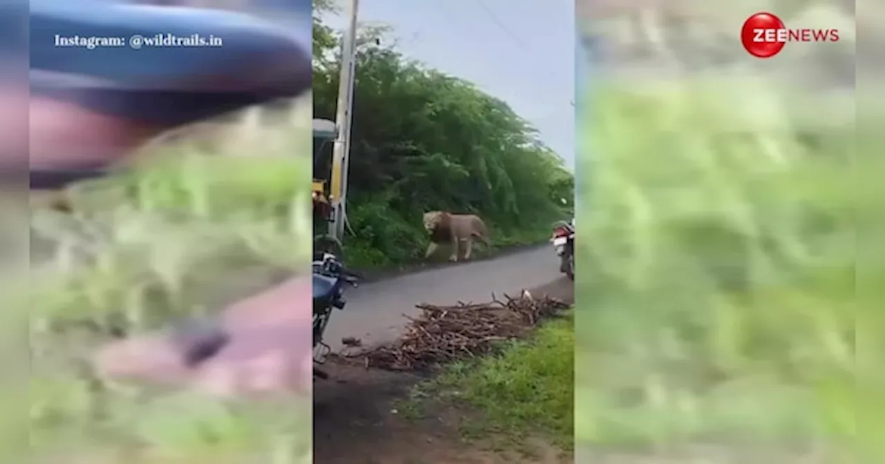 जंगल से निकलकर बीच रोड पर बाहुबली की तरह चलता नजर आया बब्बर शेर, वीडियो बनाते हुए कैमरामैन की ही छूटी कंपकंपी