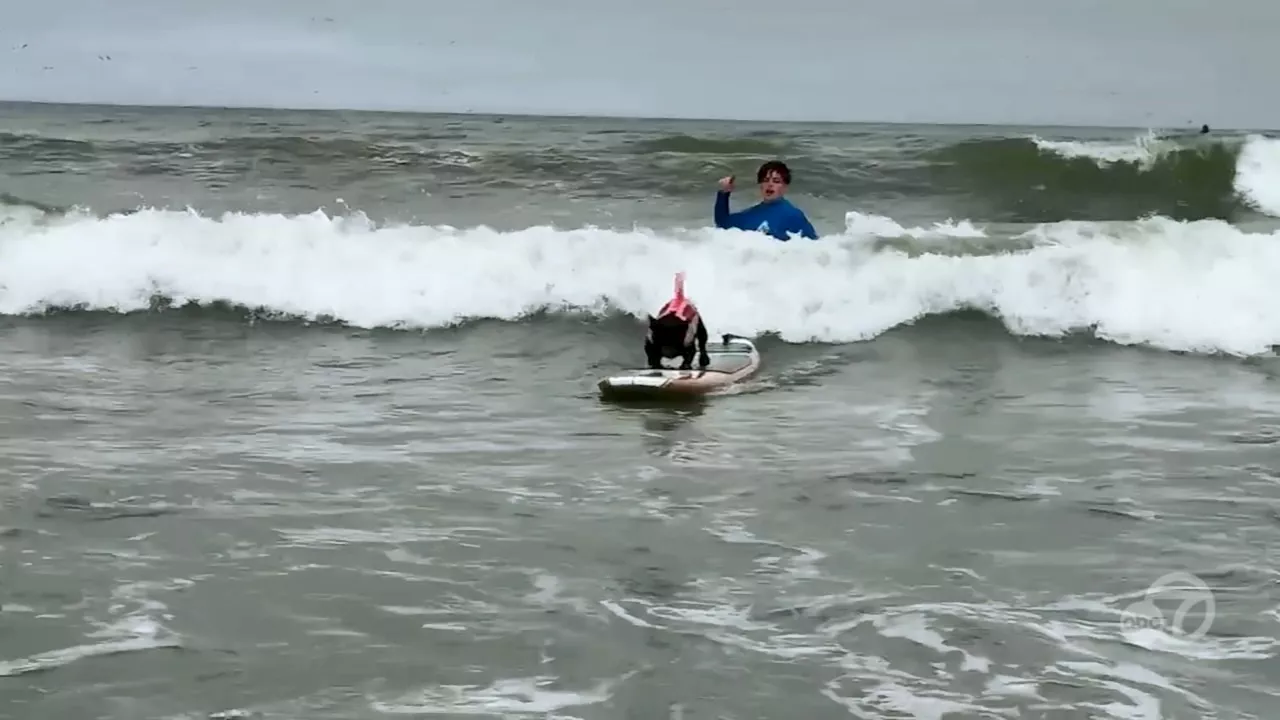 Thousands watch canines catch waves at World Dog Surfing Championships in Pacifica