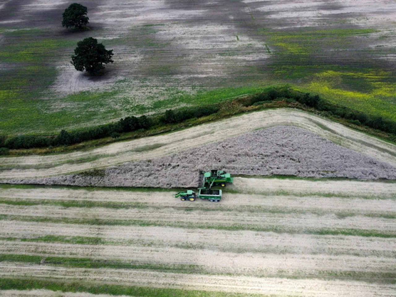 La raccolta del grano in Lettonia