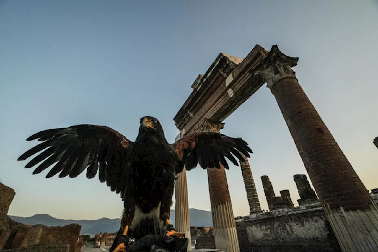 Le guardiane alate di Pompei, due rapaci a difendere gli scavi dai piccioni