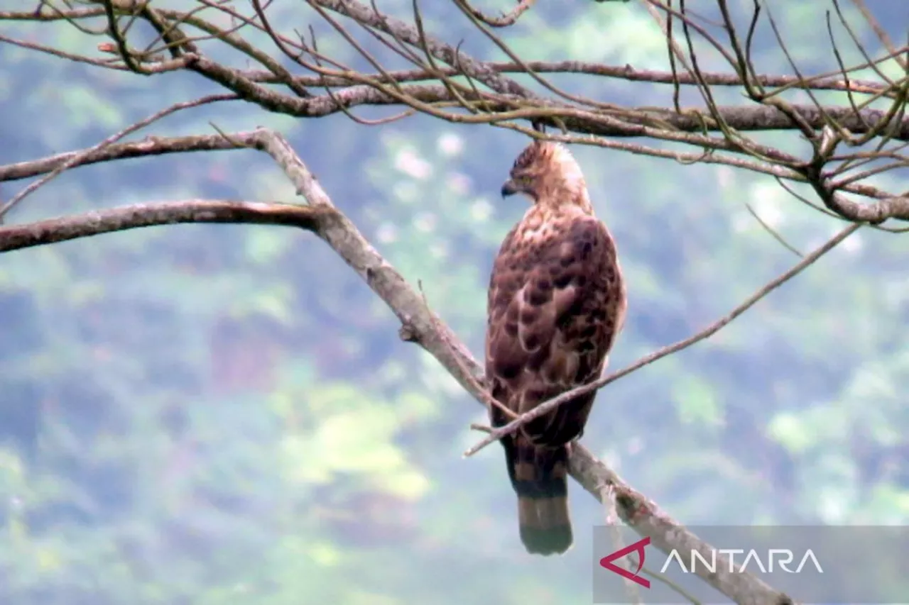 Menjaga populasi elang jawa, sang penguasa langit di Gunung Ciremai