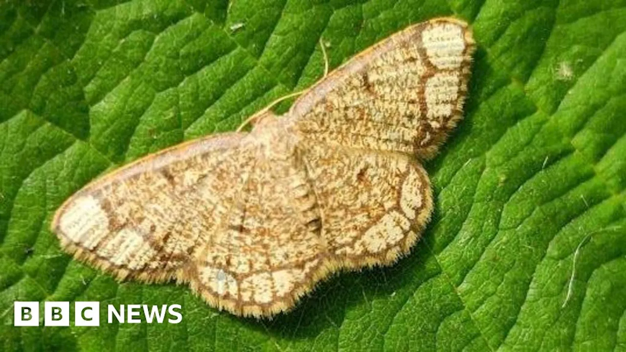 Graffham Down: Rare moth spotted in West Sussex for first time