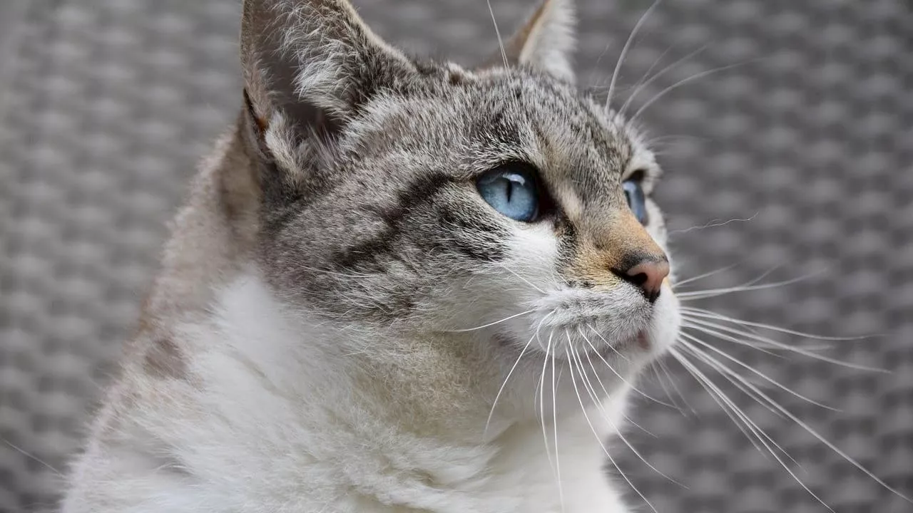 Vacances: est-ce que je manque vraiment à mon chat ou à mon chien?