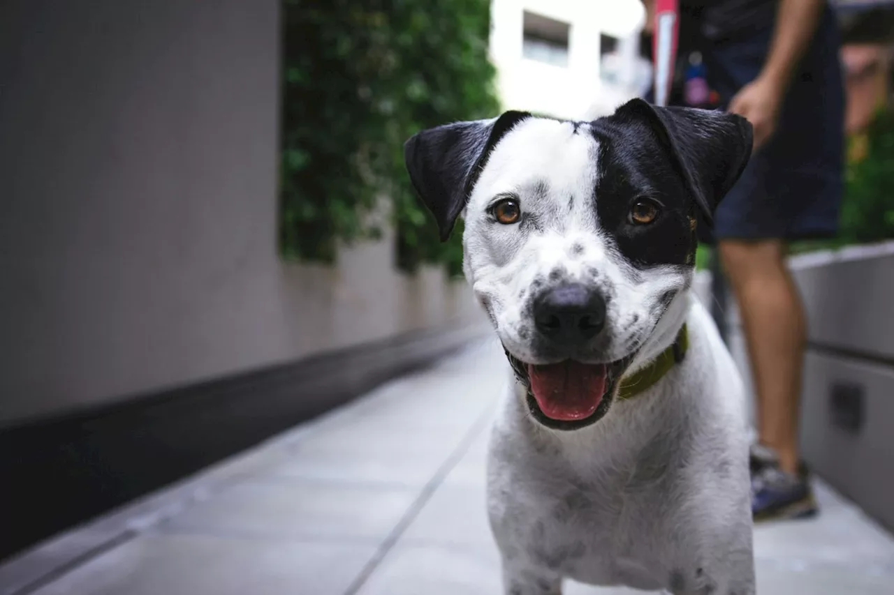 Dog days of summer: Cool treats to keep your pets happy and hydrated