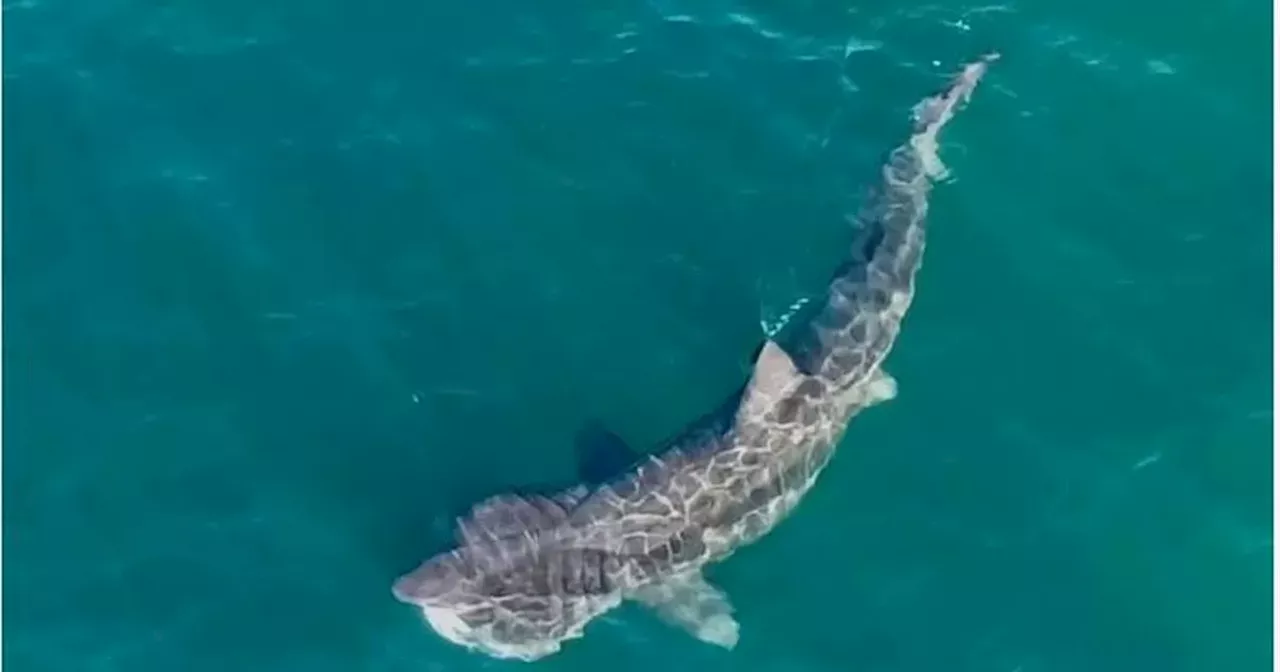 Tourists on the west coast stunned as huge shark spotted swimming just metres away