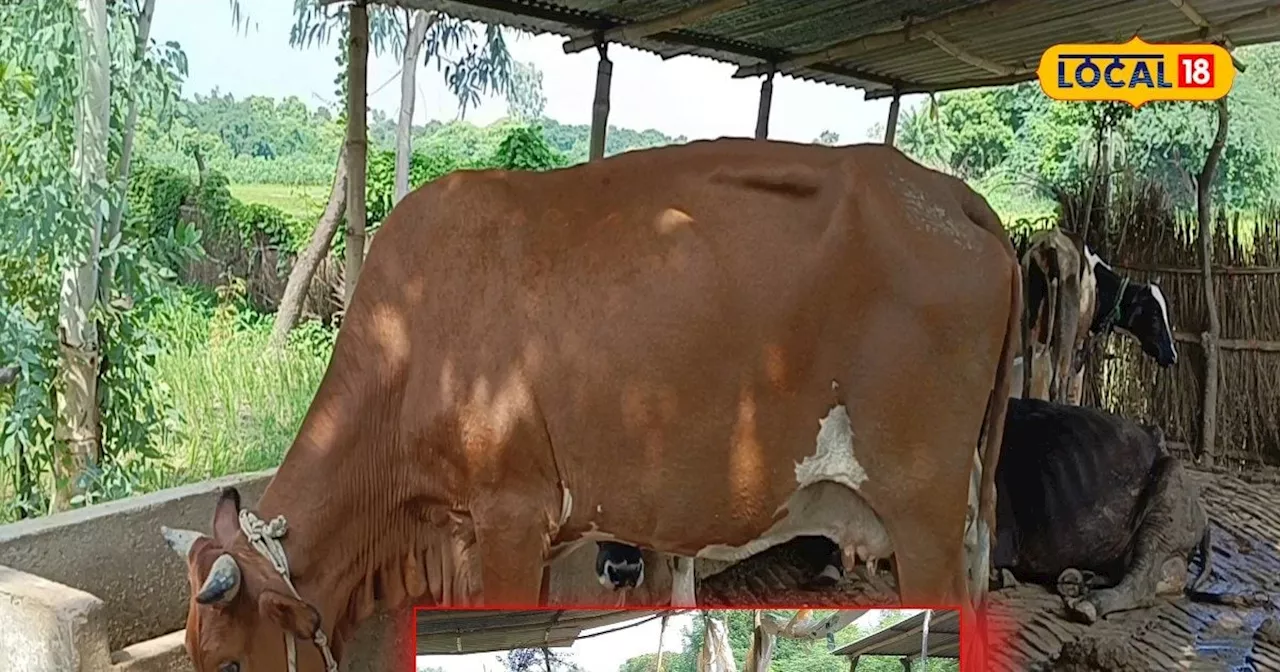 80 हजार कीमत...5% वसा वाला रोज 20L दूध, लाल रंग की बलोच गाय का करें पालन, इन राज्यों में भारी डिमांड